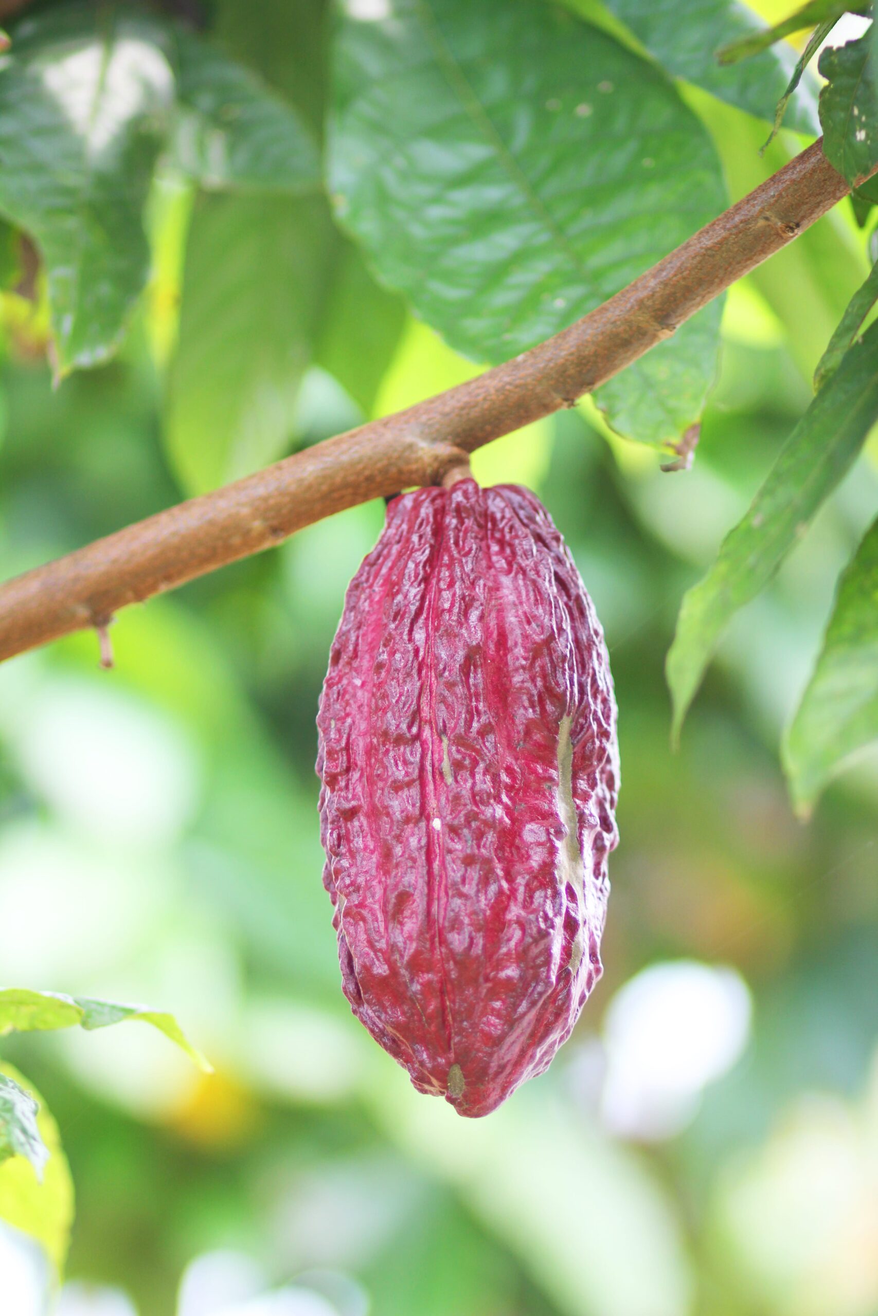 Fruto de cacao rojo - Fotografía Profesional Maia Films