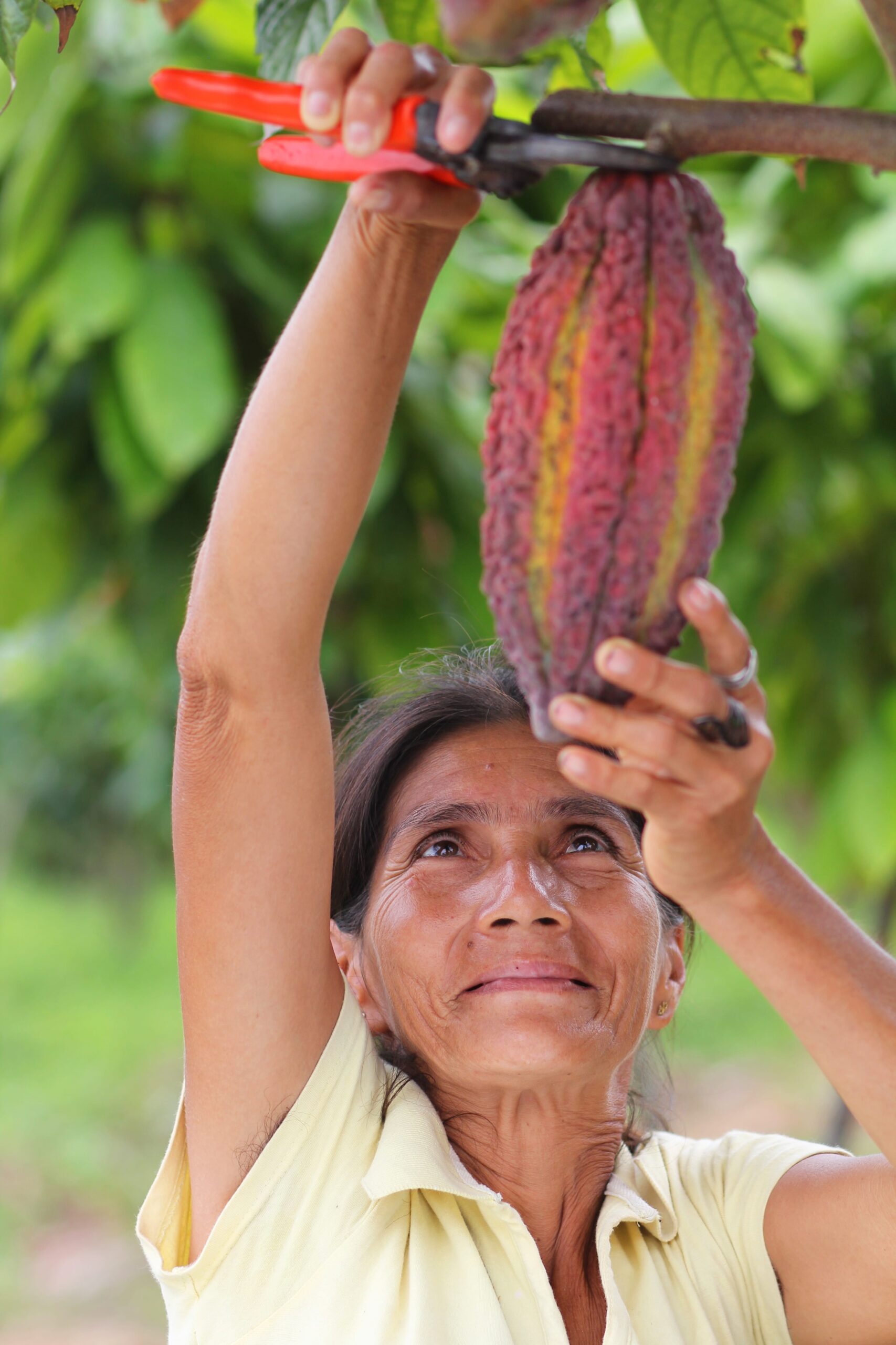 Productora sonriente cortando fruto de cacao - Fotografía Profesional Maia Films