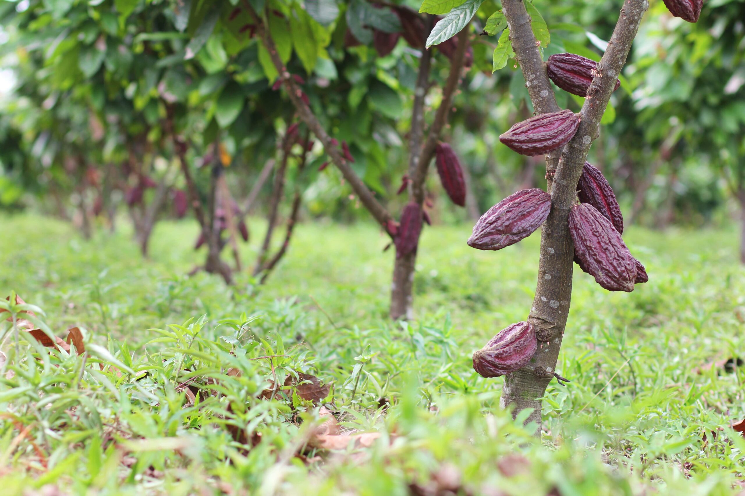 Árboles de cacao - Fotografía Profesional Maia Films