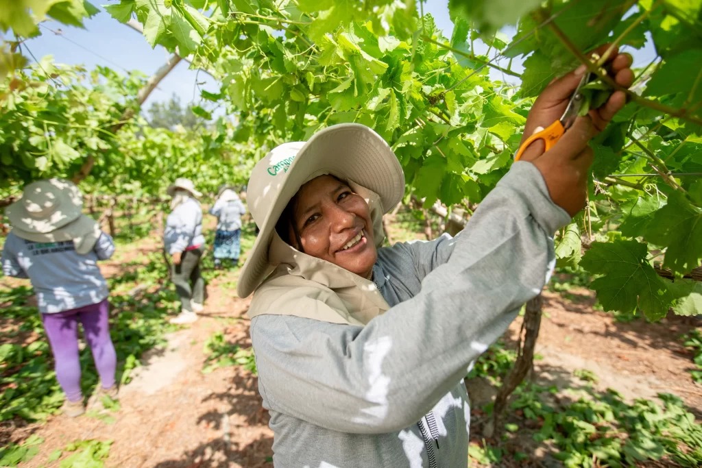 Mujer Agro Exportacion