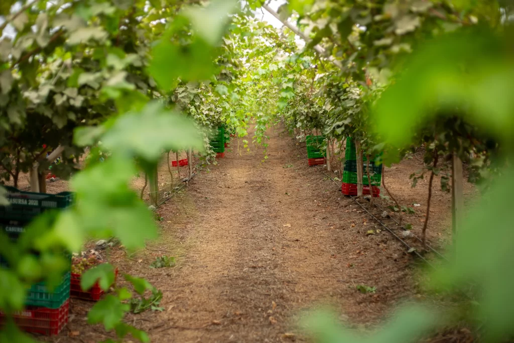 Campo de cutivo de uvas agro exportacion
