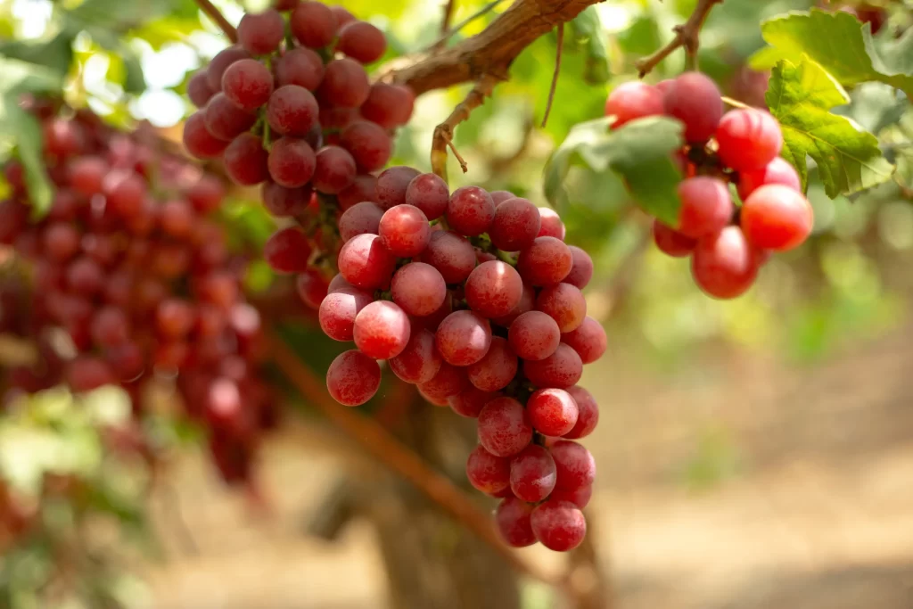 Uvas red globe peruanas para exportación