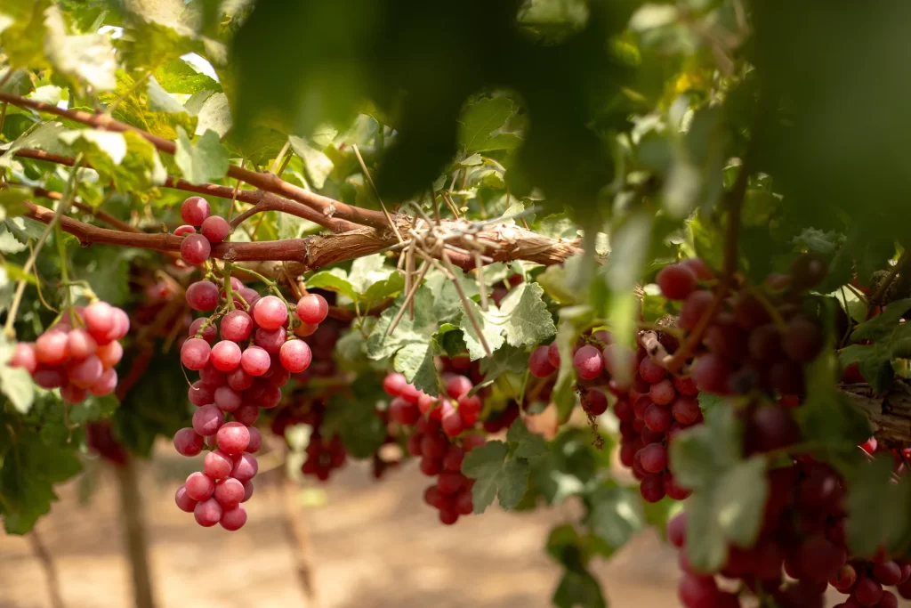 Uvas Red Globe para agroexportación