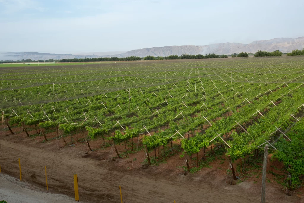 Campos de uva para la agro exportación